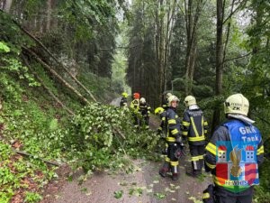 20260531 Baum über Straße (9)